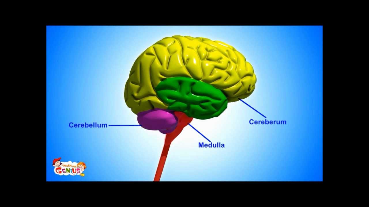 You are currently viewing Brain Parts & Functions  video for Kids from www.makemegenius.com