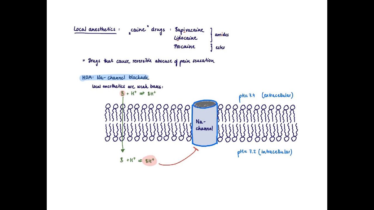 You are currently viewing Brandl’s Basics: Mechanism of action of local anesthetics