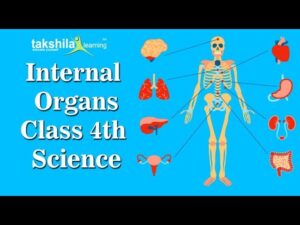 Read more about the article CBSE Class 4 Science | Internal organs | Human body | NCERT Solution | ICSE | science video lectures