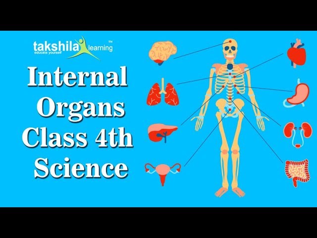 You are currently viewing CBSE Class 4 Science | Internal organs | Human body | NCERT Solution | ICSE | science video lectures