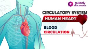 Read more about the article Circulatory System  Heart BP And Asanas Video – 4