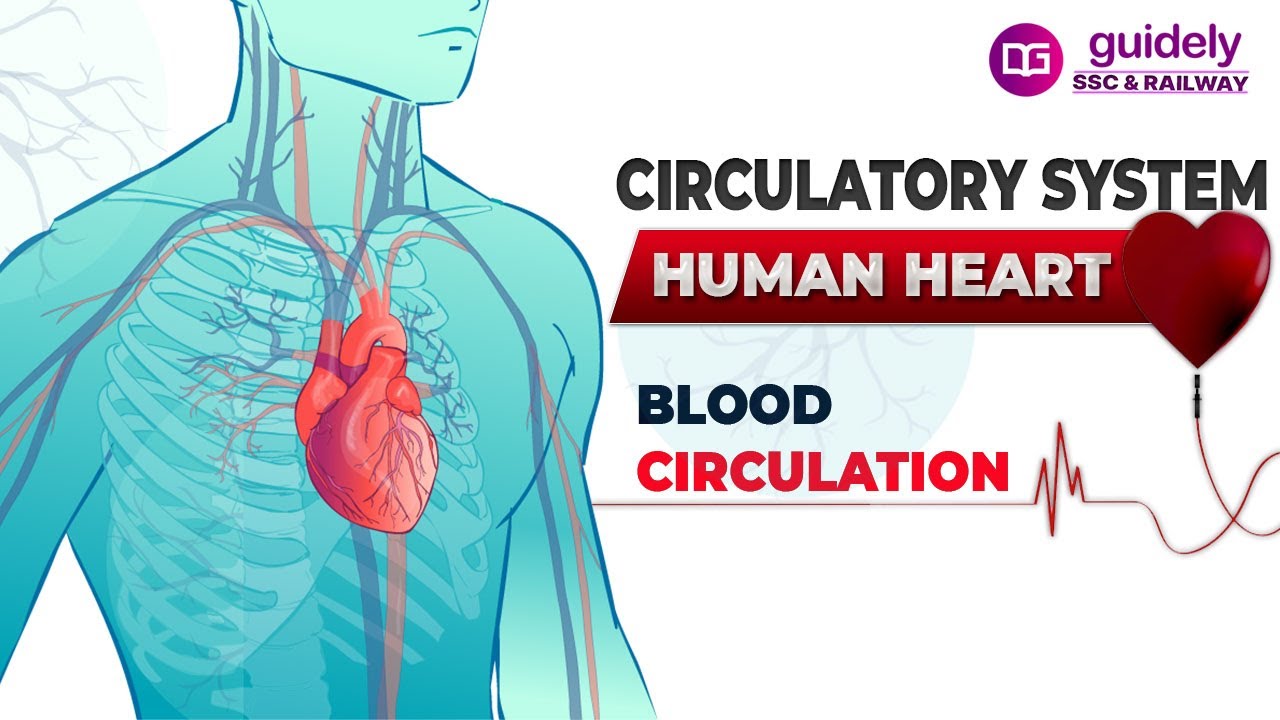 You are currently viewing Circulatory System  Heart BP And Asanas Video – 4