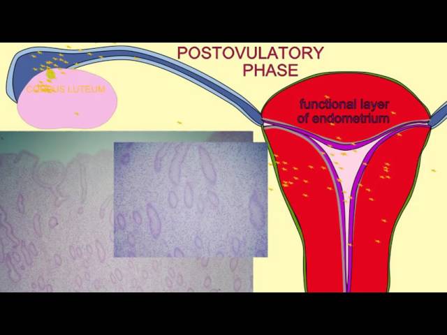 You are currently viewing CORPUS LUTEUM SECRETES PROGESTERONE