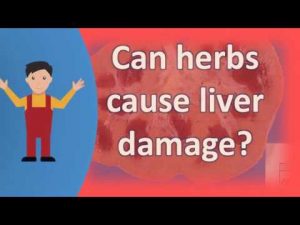 Can herbs cause liver damage ?