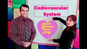 Circulatory System  Heart BP And Asanas Video – 5