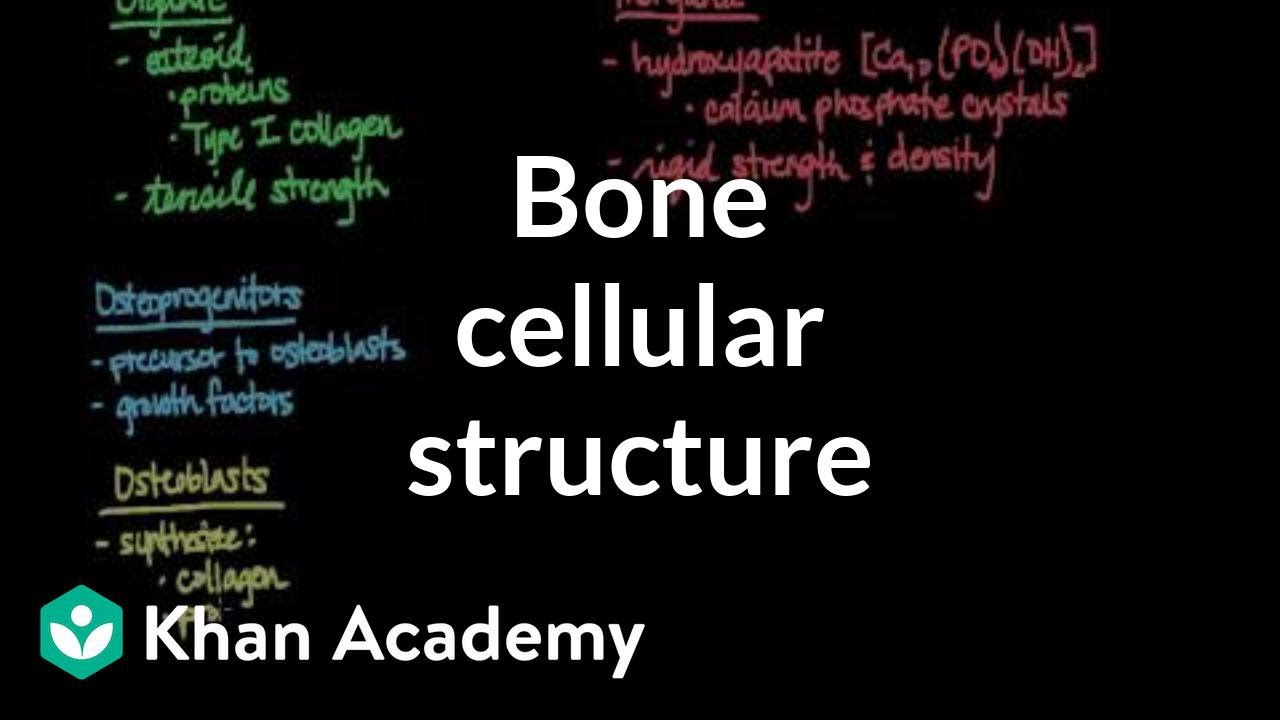 You are currently viewing Cellular structure of bone | Muscular-skeletal system physiology | NCLEX-RN | Khan Academy