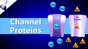 Read more about the article Channel Proteins