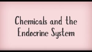 Read more about the article Chemicals and your Endocrine System