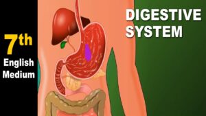 Read more about the article Class 7 | Digestive System | Science | English Medium | Maharashtra Board | Home Revise