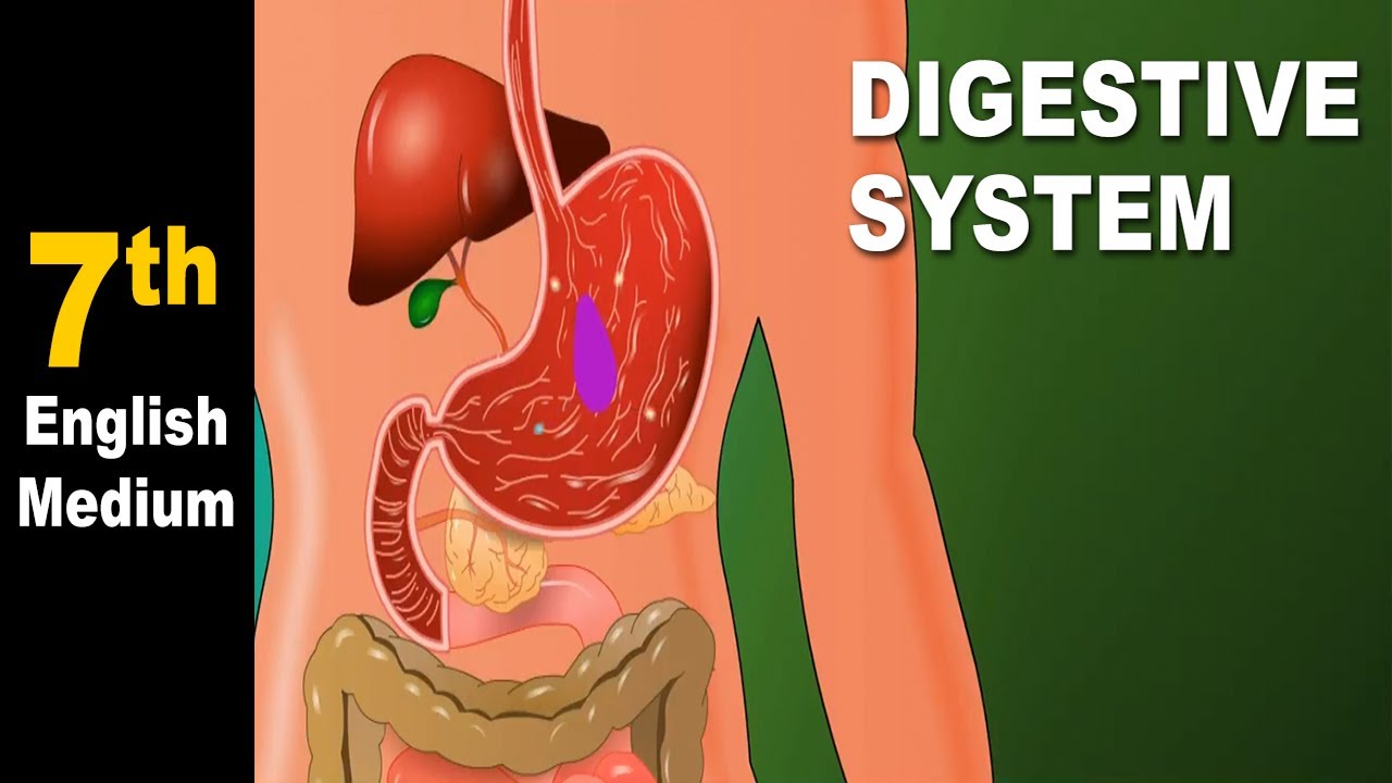 You are currently viewing Class 7 | Digestive System | Science | English Medium | Maharashtra Board | Home Revise