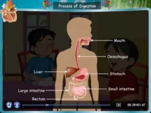 Class IV: Science – The Digestive system