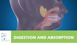 Food Digestion & Absorption Video – 1
