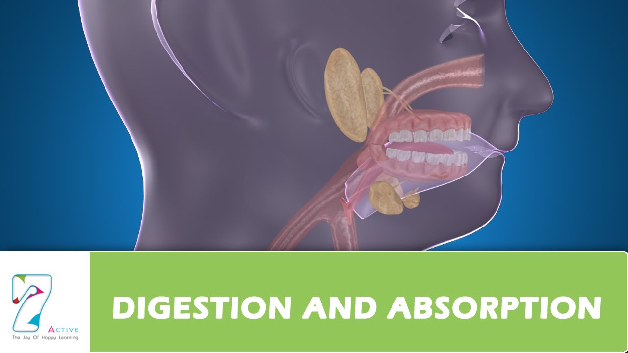 You are currently viewing Food Digestion & Absorption Video – 1