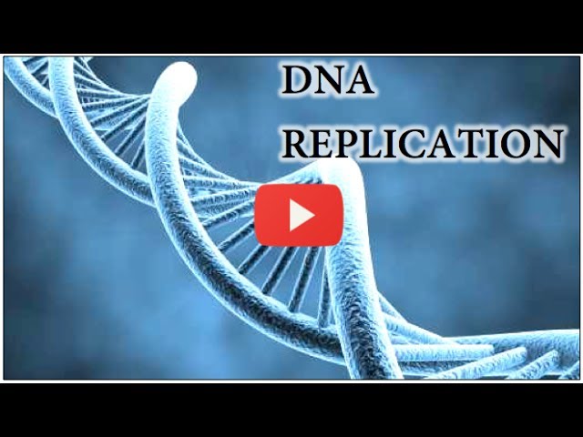 You are currently viewing DNA Replication Animation – Super EASY
