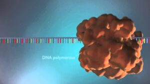 DNA replication – 3D
