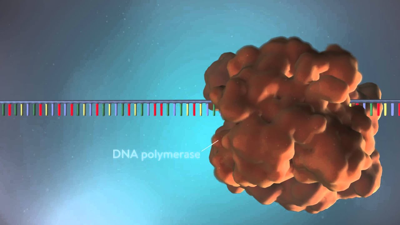 You are currently viewing DNA replication – 3D
