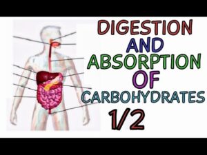 Digestion and Absorption of Carbohydrates PART 1/2 – Carbohydrate Metabolism – Glucose Metabolism