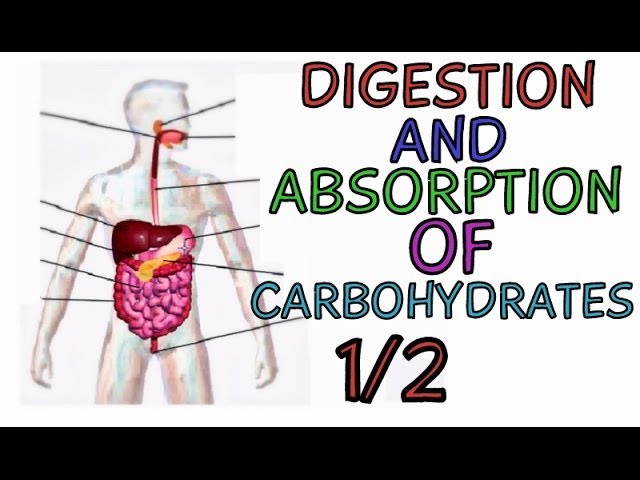 You are currently viewing Digestion and Absorption of Carbohydrates PART 1/2 – Carbohydrate Metabolism – Glucose Metabolism