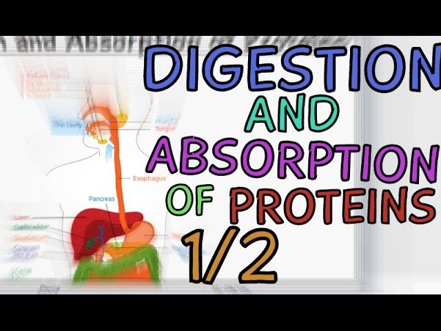 You are currently viewing Digestion and Absorption of Proteins – Part 1/2