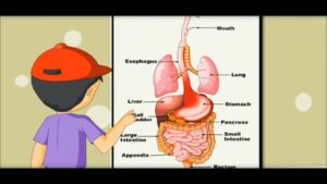 Digestive System – Learning by Picture & Chart -Kides