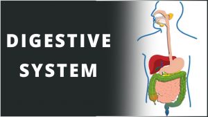Read more about the article Digestive System | Nutrition in Human Beings | Biology | Science | LetsTute