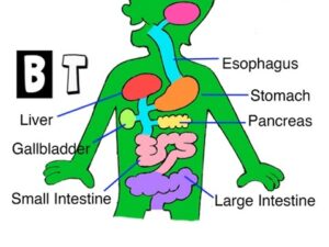 Digestive System for Kids – How Digestion Works – human body parts for children