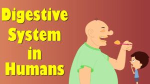 Read more about the article Digestive System of Human Body | #aumsum #kids #science #education #children