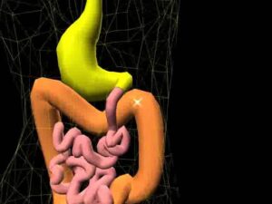 Read more about the article Digestive system 3D
