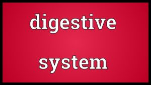 Read more about the article Digestive system Meaning