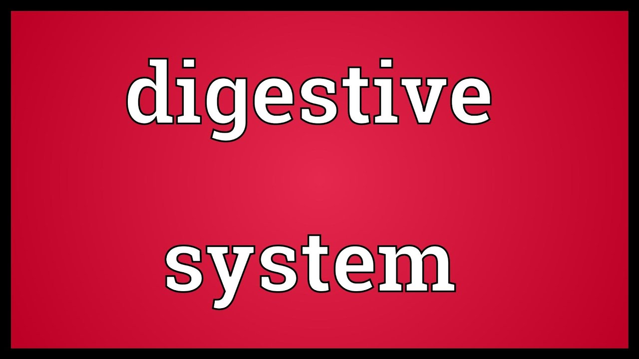 You are currently viewing Digestive system Meaning