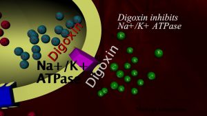Read more about the article Digoxin Mechanism of action – animation