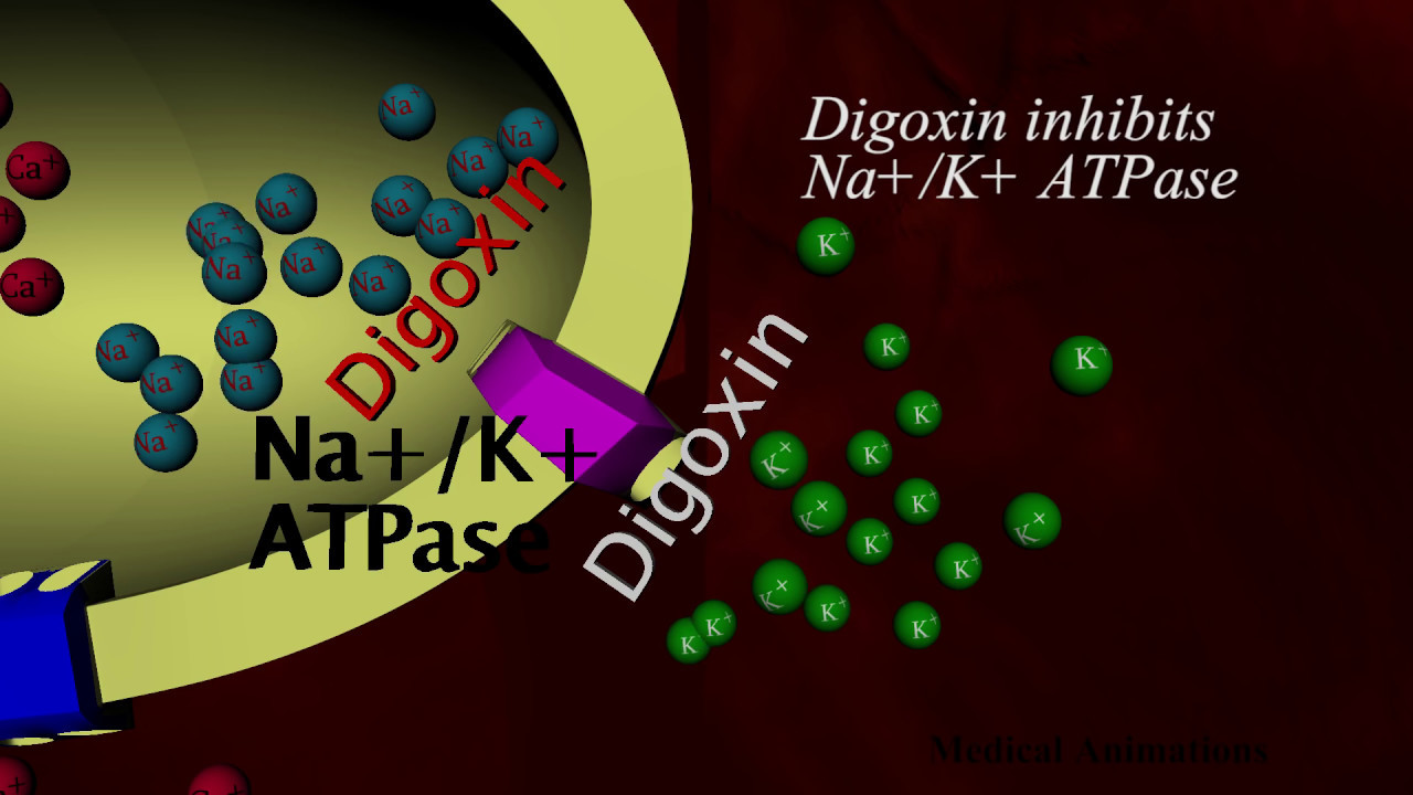 You are currently viewing Digoxin Mechanism of action – animation
