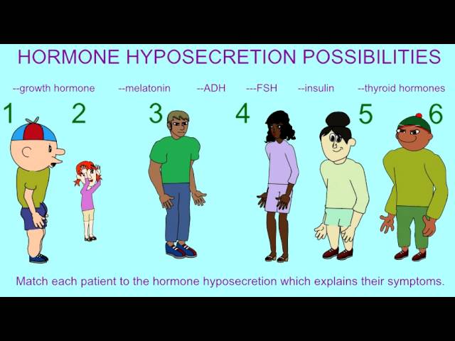 You are currently viewing ENDOCRINE SYSTEM EFFECTS OF THE HYPOSECRETION OF HORMONES