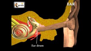 Read more about the article Ear Anatomy | Inside the ear | 3D Human Ear animation video | Biology | Elearnin