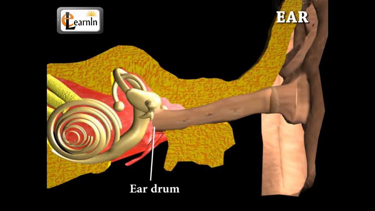 You are currently viewing Ear Anatomy | Inside the ear | 3D Human Ear animation video | Biology | Elearnin