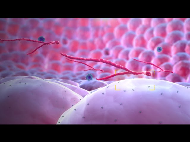 You are currently viewing Ebola Virus – Mechanism of Action – 3D Medical Animation