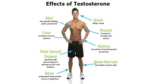 Effects of Testosterone on Men