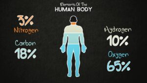 Read more about the article Elements of the Human Body