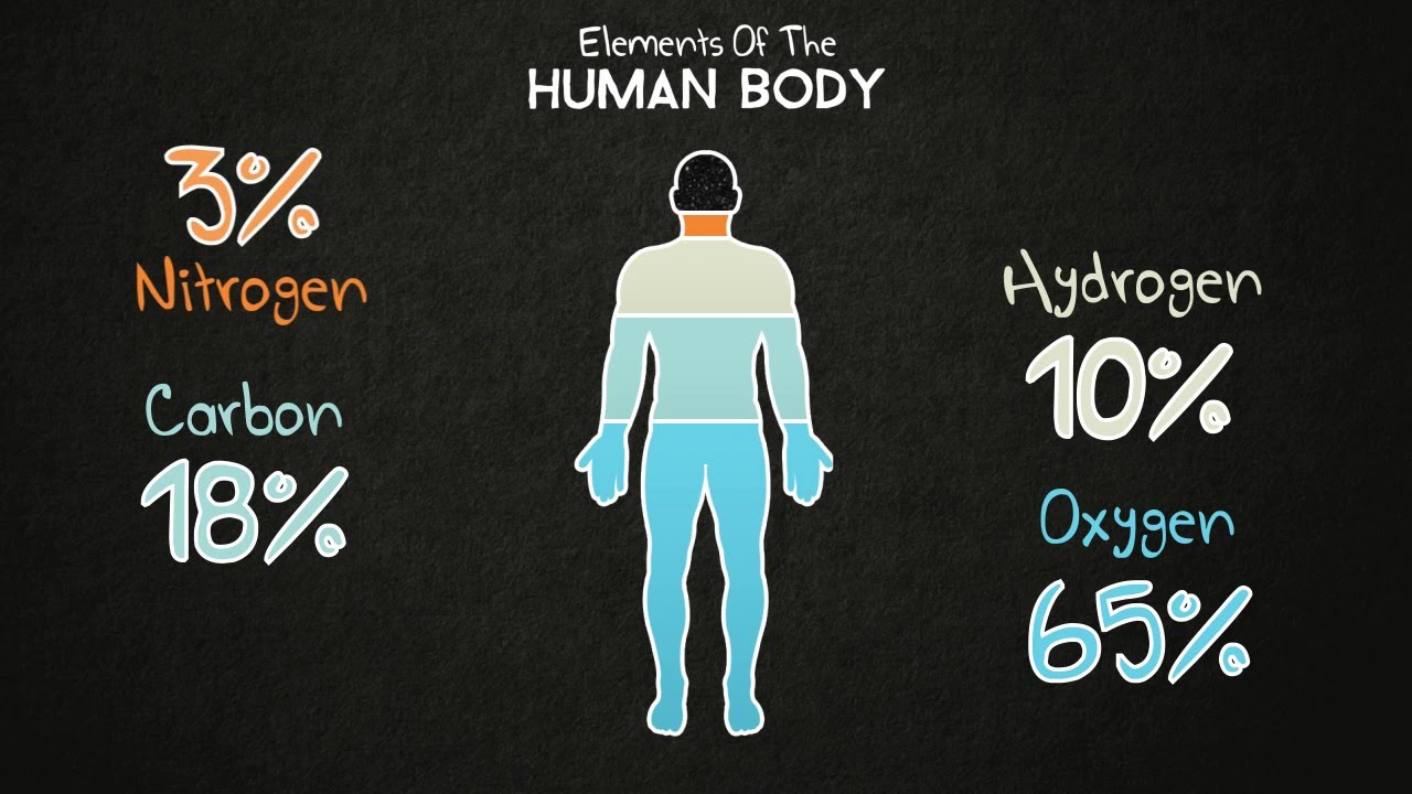 You are currently viewing Elements of the Human Body