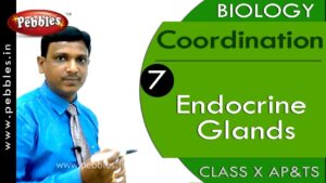 Endocrine Glands : Coordination | Biology | Science |  Class 10