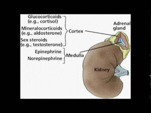 Endocrine System Activity: Adrenal Cortex