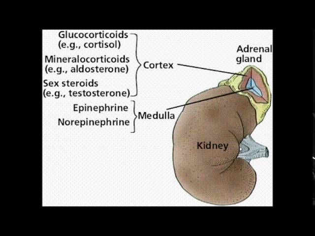 You are currently viewing Endocrine System Activity: Adrenal Cortex