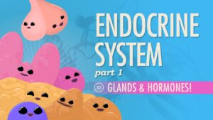 Endocrine System Diabetes And Asanas Video – 5