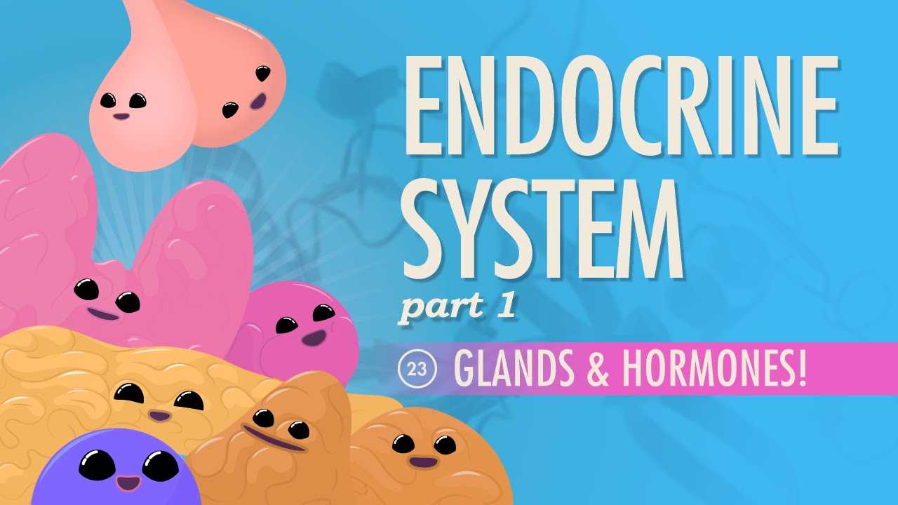 You are currently viewing Endocrine System Diabetes And Asanas Video – 5
