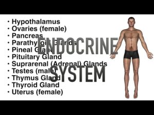 Read more about the article Endocrine System – Quiz