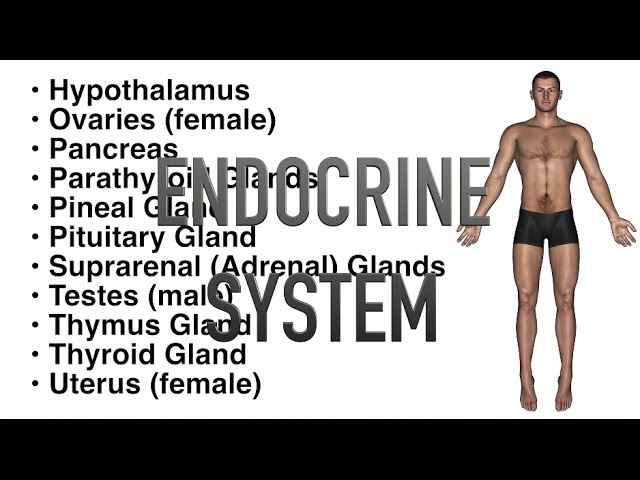 You are currently viewing Endocrine System – Quiz