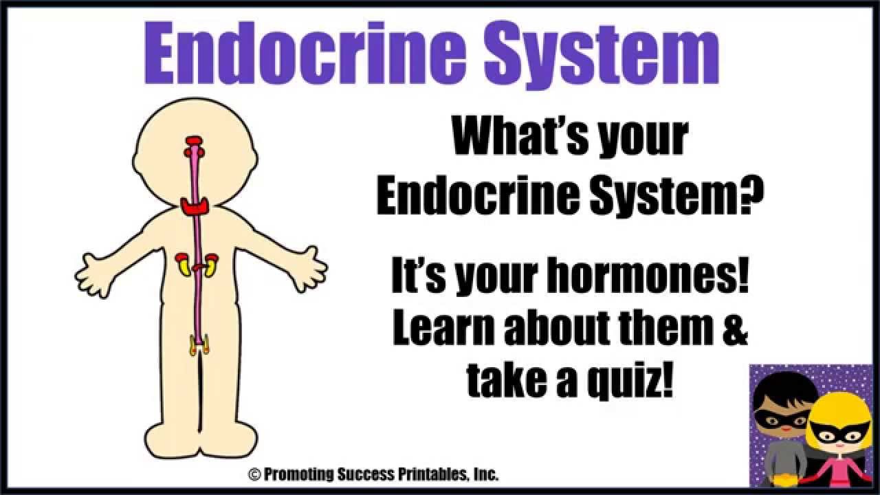 You are currently viewing Endocrine System