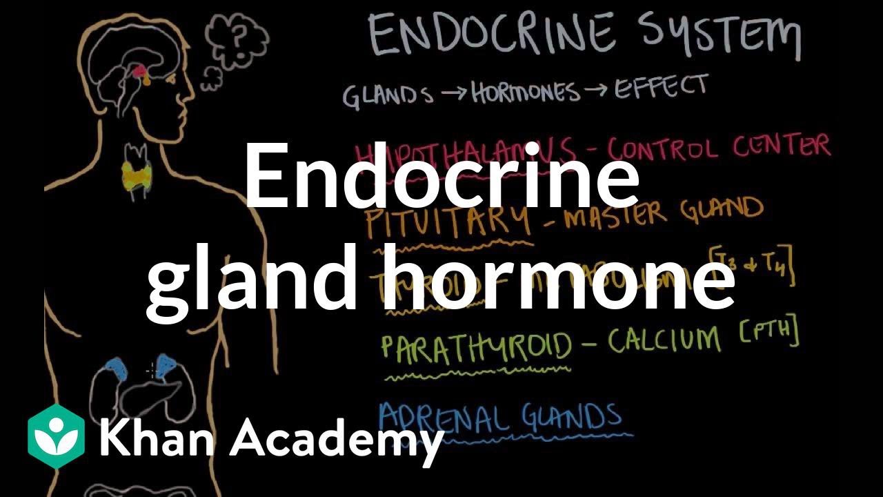 You are currently viewing Endocrine gland hormone review | Endocrine system physiology | NCLEX-RN | Khan Academy