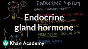 Read more about the article Endocrine gland hormone review | Endocrine system physiology | NCLEX-RN | Khan Academy