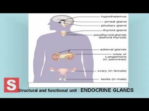 Read more about the article Endocrine system –  Control and Coordination  CBSE Class X Science ( Biology) Lesson
